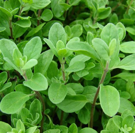 Marjoram plant – Botanical online