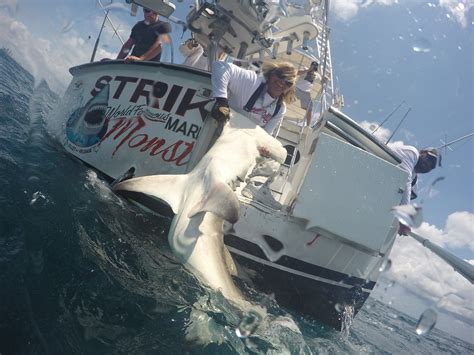 Mark the shark. Mark the shark, Miami, Florida. 637 likes · 154 were here. OUR CHARTERS INCLUDE: All fishing licenses, frameable 8x10 glossy photo of your trophy fish, FREE mo. Mark the shark, Miami, Florida. 637 likes · 154 were here. OUR CHARTERS INCLUDE ... 
