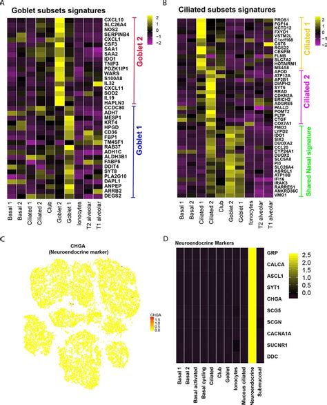 Marker gene analysis of specific goblet, ciliated, and …