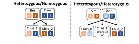 Marker-based pedigrees and graphical genotypes generated by …