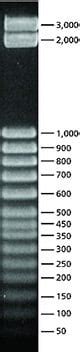 Markers and Ladders for Gel Electrophoresis - Sigma-Aldrich