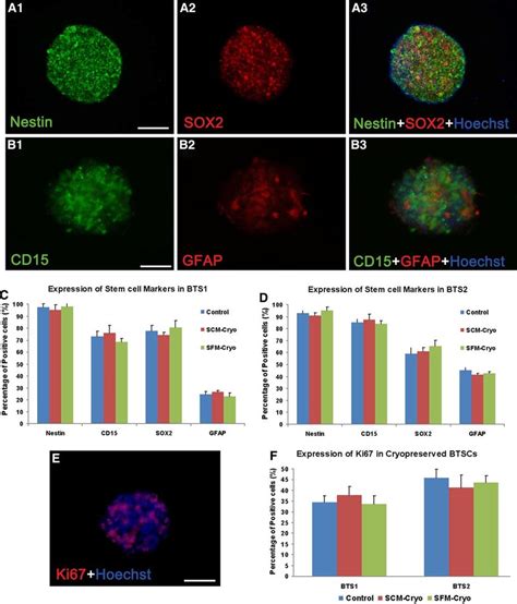 Markers of cell proliferation and expression of melanosomal