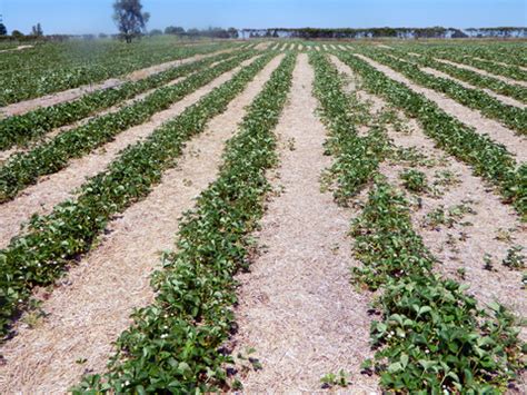 Marketing and selling strawberries in Minnesota UMN Extension