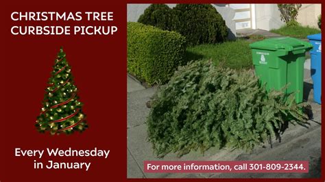 Marlborough Sets Christmas Tree Pickup Schedule Marlborough, MA …