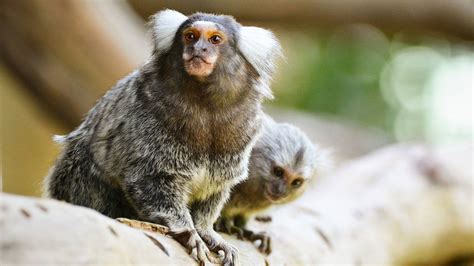 Marmoset Monkeys Paradise Country