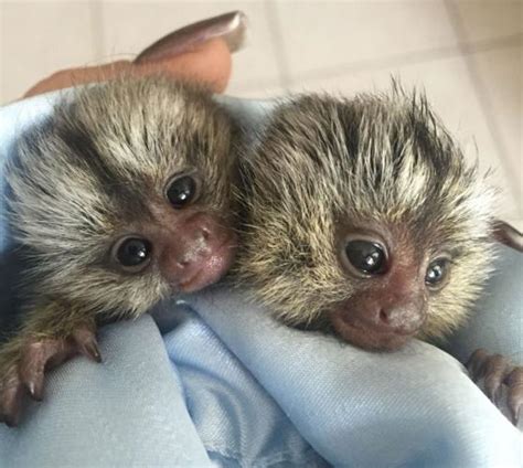 FEMALE MARMOSET FOR SALE. Marmoset Monkeys- The Basics in Pet care - pygmy marmoset for sale Marmoset Care and Facts Average Lifespan: Up to 20 Years Marmosets consume fruits and vegetables as well as commercial marmoset food. Adult Size: Less than a pound. 