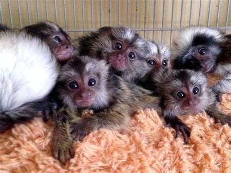 Marmoset monkeys for sale florida. Mar 10, 2023 · The black-tufted marmoset (Callithrix penicillata), also known as Mico-estrela in Portuguese, is a species of New World monkey that lives primarily in the Neo-tropical gallery forests of the Brazilian Central Plateau. It ranges from Bahia to Paraná, [3] and as far inland as Goiás, between 14 and 25 degrees south of the equator. 