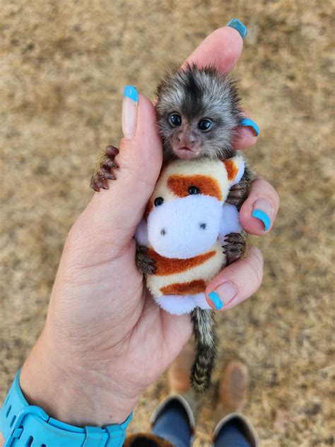 Marmosets Finger Monkeys For Sale Janda Exotics Animal Ranch …