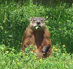 Marmot Vikipedi.