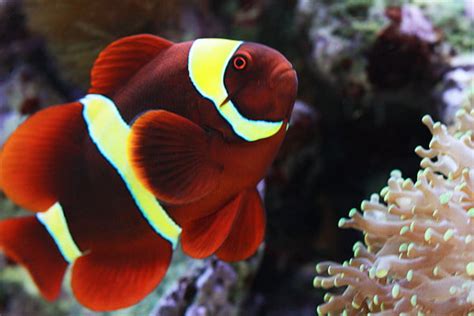 Maroon Clownfish Aggressive And 4 Ways To Calm Down Them