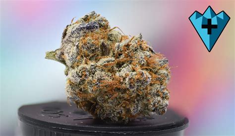 Maroon Baboon is an indica weed strain made from a genetic cross between Gelato and Grease Monkey. Maroon Baboon is 30% THC, making this strain an ideal choice for …. 