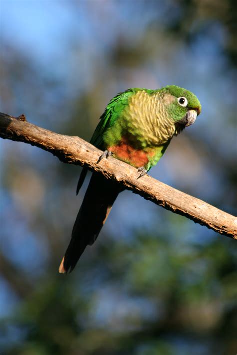 Maroon-bellied parakeet - Wikipedia