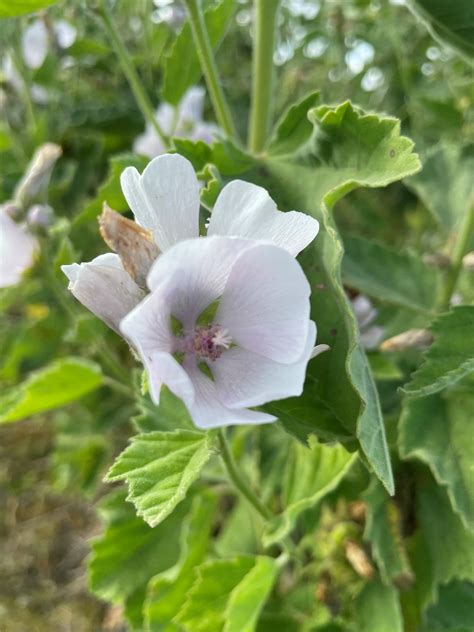Marsh Mallow Onlyfans Leak