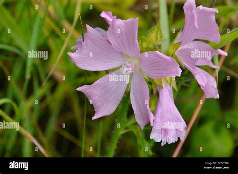 Marsh_Mallow Leaked [HD] 💋