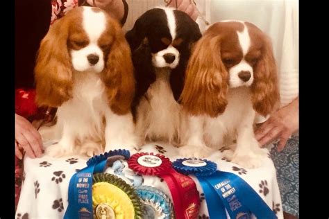 Marshelle cavaliers. We plan each breeding carefully, choosing always for health, type, temperament, and conformation. The year at Orchard Hill. Spring Summer Fall Winter. Dr. Leon and Erica Venier. Leesport PA, USA. Tel: 610 926 1294. orchardhillcavaliers@gmail.com. Breeder of Cavalier King Charles Spaniel located in Pennyslvania presents their top winning dogs at ... 