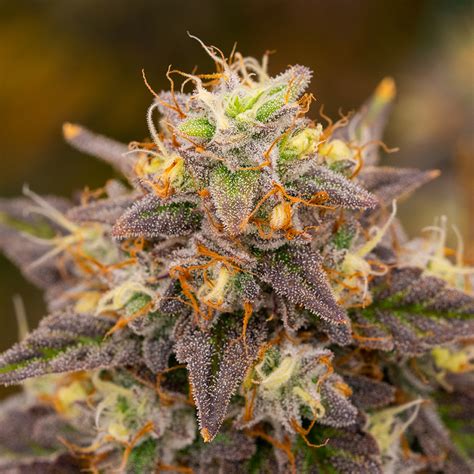 Marshmallow og strain allbud. Things To Know About Marshmallow og strain allbud. 