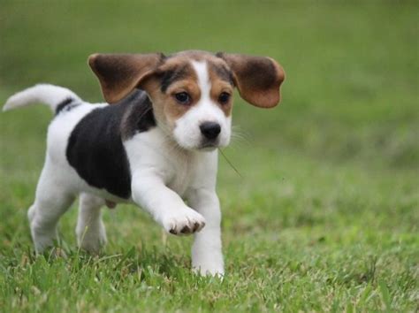 ️ ️ - Marti Acres Beagles & Boston Terriers - Facebook ... ️ ️. 