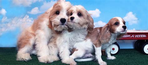 Phone Number: (570) 922-1038. Email: martinskennel@gmail.com. Social Media: Martin’s Double E Kennel, LLC. 4. Barney Shih Poo Family. If you want to find a Shih Poo puppy in Pennsylvania, you can check out Barney Shih Poo Family. But the catch is that you can contact them only through this link .