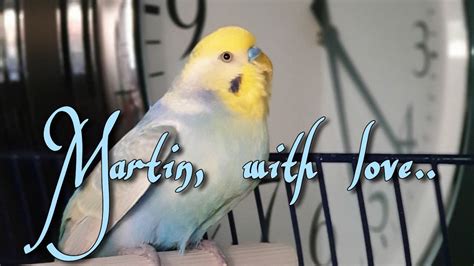 Martin Budgie Mix