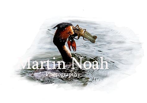 Martin Noah Video Shiraz