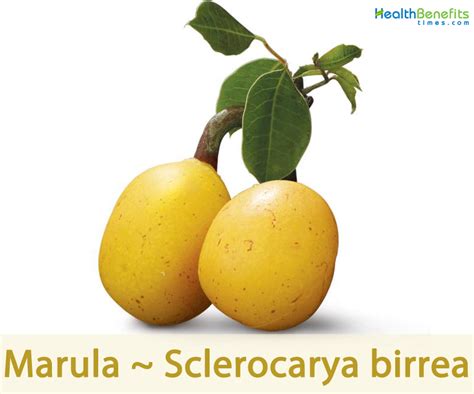 Marula (Fruit) - Nutrition Facts, Health Benefits, Recipes, Pictures