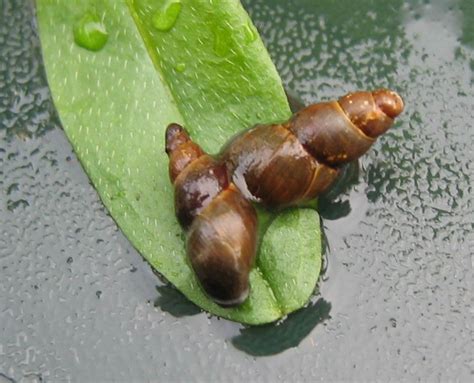 Marvellous Mud Snails - UK NAEE