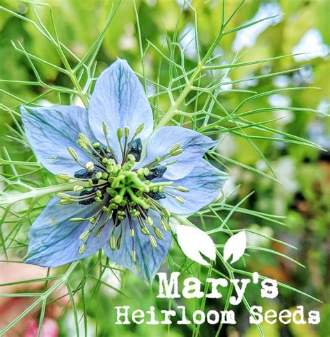Mary's Heirloom Seeds. P. O. Box 593 - Ben Wheeler, TX 75754. Mary's Heirloom Seeds is a "mom and pop" small business created out of a desire to help people become more sustainable and self-sufficient. Our customers know that we are a simple phone call or email away. Most importantly, we are happy to share growing advice freely and include free ... . 