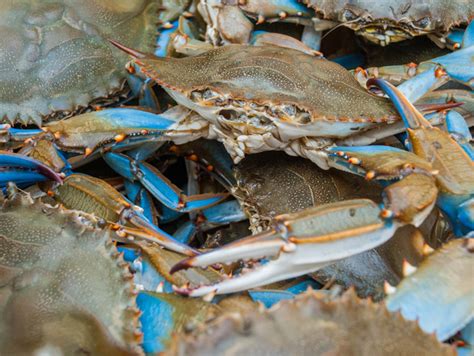 Maryland’s blue crabs are back in the Chesapeake Bay, but that may not last forever