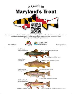 Trout stockings occur year-round. Anglers commonly vie