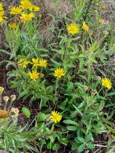 Maryland Goldenaster - UF/IFAS Extension Sumter County