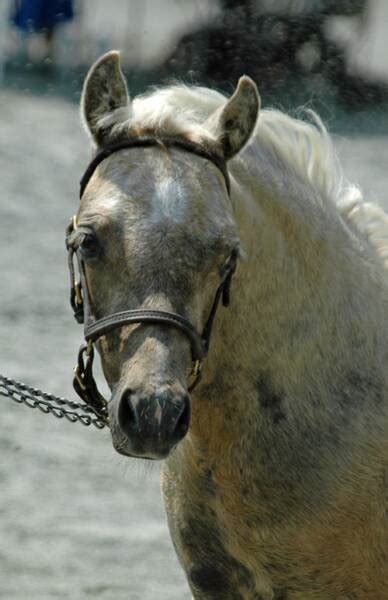 Maryland Pony Breeders