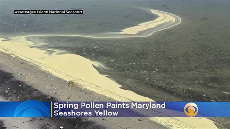 Maryland pollen. During peak season for tree pollen, keep your windows and doors closed, especially on windy days. Avoid outdoor activities in the early morning, and be sure to shower and change clothes after ... 
