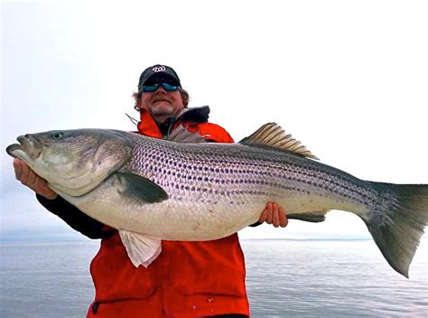 Maryland rockfish season. Prompted by slumping striped bass reproduction in Maryland waters, the state Department of Natural Resources is moving to limit fishing for the popular Bay rockfish during its spawning run next spring. On Nov. 29, DNR proposed emergency regulations that would eliminate the state’s two-week trophy fishing season in early May. 