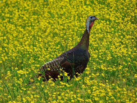 Spring Turkey Specific Regulations: Hunting hours are a half hour before sunrise to sunset for Junior Hunt Days, a half hour before sunrise to noon from April 19-May 10, and a half hour before sunrise to sunset May 11-May 24. Only bearded turkeys may be harvested. No more than one bearded turkey may be taken per day. A maximum of. 
