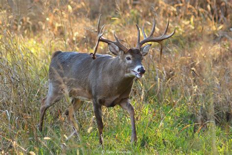 Marylandwhitetail. Farmland by Acre. 2,000,000. Woodlands by Acre. 2,600,000. Agricultural Commodities. Corn, Soybeans, Broilers. Explore a wide range of land for sale in Maryland. Find your … 