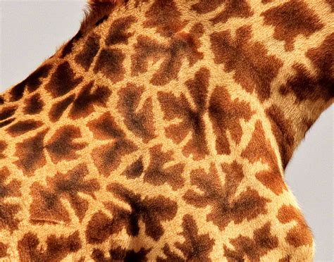 Masai Giraffe Pattern