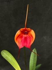 Masdevallia Orchids (Kite Orchids): Orchids By Hausermann