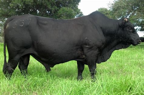 Mashona Bull - farm & garden - by owner - sale