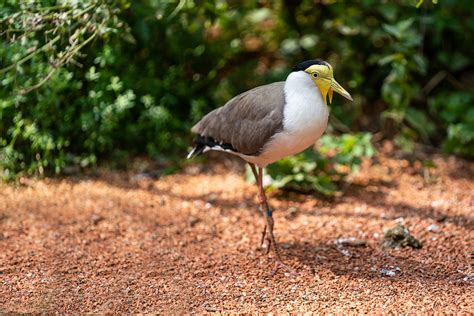 Masked Lapwing Bird - Free photo on Pixabay