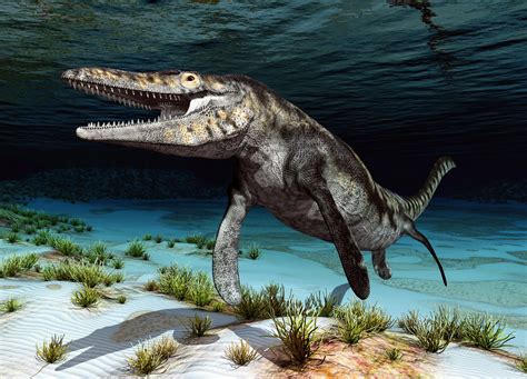 Mosasaurus hoffmanni is the biggest Mosasaur fossil ever found. Scientists estimate that it was about 39-42 feet long, but could get up to 57 feet! It weighed 2200 lbs. or more. Its size is comparable to that of the Megalodon, a well-known, giant prehistoric shark believed to have lived about the same time.. 