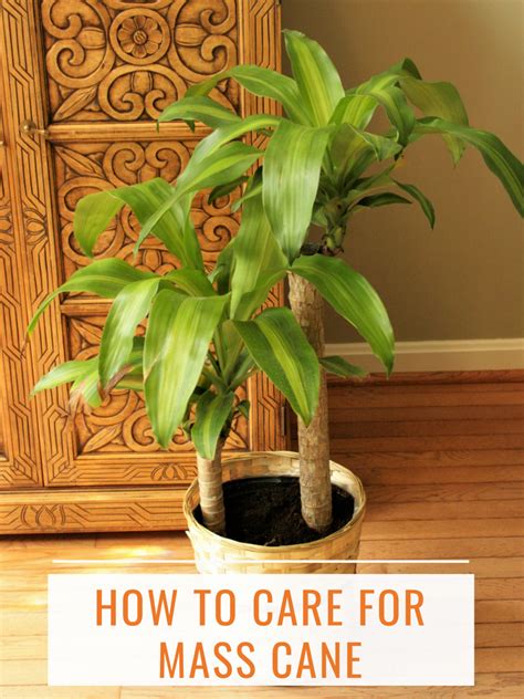 Mass cane plant. Move cane plants indoors if they are suffering from cool temperatures. Touch the soil often to feel for the moisture content. Cane plants should not sit in water. Let the soil become mostly dry before adding more water, especially in low-light environments. Leaf spots indicate that fungi is growing from too much water. 