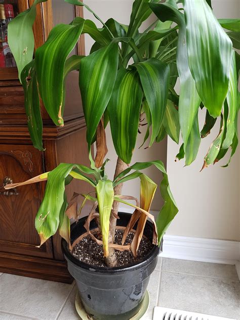 Mass cane plant care. Dracaena Massangeana (Corn plant) is a highly popular indoor plant. It is usually grown as a series of woody stems with clusters of beautiful foliage on top ... 