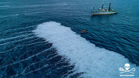 Mass swarm of dead fish in Atlantic prompts European inquiry