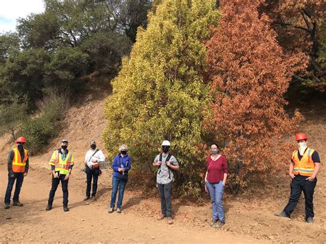 Mass tree death in East Bay parks raises alarm ahead of …