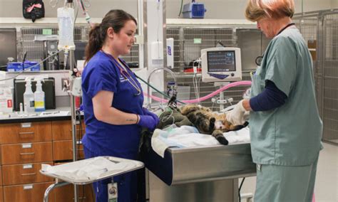 Mass vet referral. Things To Know About Mass vet referral. 