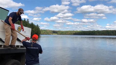 Mass wildlife fish stocking. We've stocked the Quabbin Reservoir with 5,000 rainbow trout to get ready for opening day tomorrow! Who's going fishing? To view all trout stocked areas, visit mass.gov/trout 