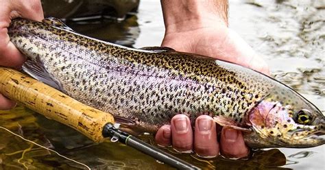 Of the 500,000 trout that MassWildlife will be stocking statewide this year, approximately 100,000 will be stocked in the Western District. Last week, subject to last-minute change, the following local waters were scheduled to be stocked: Farmington River in Otis, Tolland and Sandisfield; Deerfield River in Buckland, Charlemont and Florida; …. 