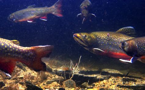 Mass. Fish And Wildlife Has Started Stocking State