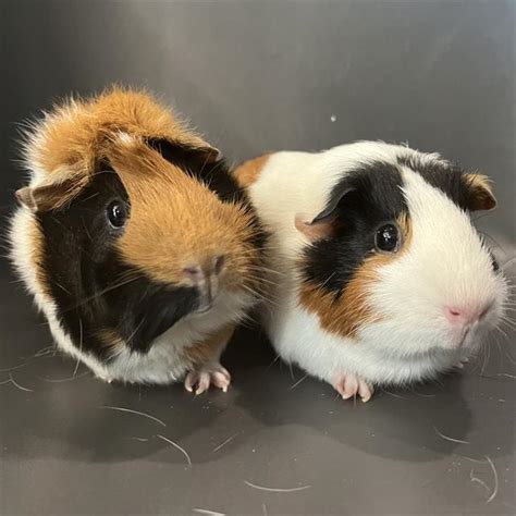 Massachusetts animal welfare organizations waiving adoption fees for guinea pigs this weekend