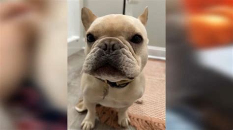 Massachusetts dog dies in alleged dog training scam in Connecticut: police